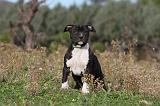 AMSTAFF  PUPPIES 055